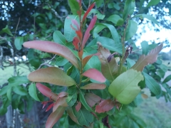 Alectryon diversifolius