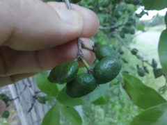 Alectryon diversifolius