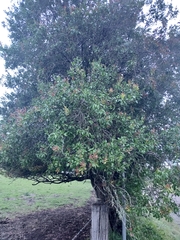 Alectryon diversifolius