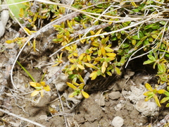 Coprosma petriei