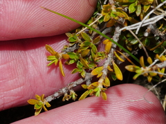 Coprosma petriei