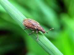 Phyllobius vespertinus