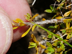 Coprosma petriei