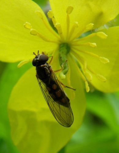Ladder-backed Hover Fly, Noord Tilburg, Tilburg, Nederland, photo 7 of 10