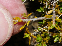 Coprosma petriei