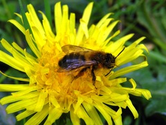 Andrena nigroaenea