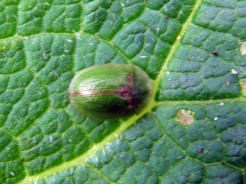 Thistle Tortoise Beetle, Noord Tilburg, Tilburg, Nederland, photo 6 of 10