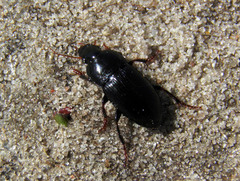 Harpalini