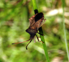 Coreus marginatus