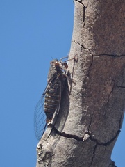 Palapsalta circumdata