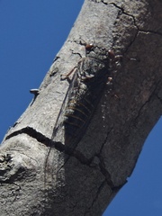 Palapsalta circumdata