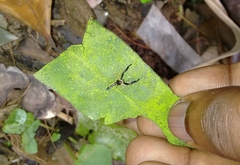 Indopadilla insularis