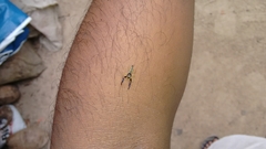 Indopadilla insularis