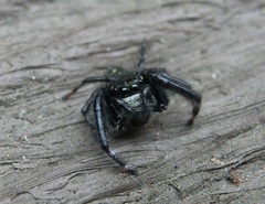 Carrhotus sannio