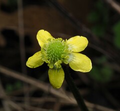 Ranunculus reflexus