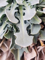 Physaria vitulifera