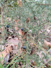 Asparagus acutifolius