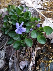 Viola langsdorffii