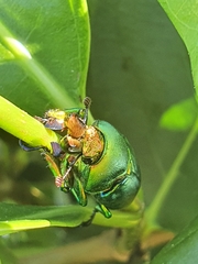 Lamprima aurata