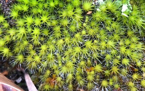 Heath Star-moss