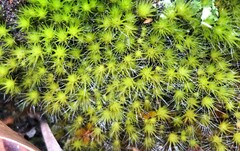 Campylopus introflexus