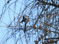 Aegithalos caudatus