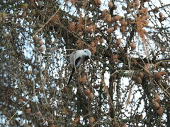 Aegithalos caudatus