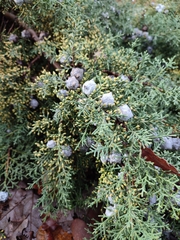 Juniperus excelsa