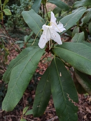 Rhododendron occidentale