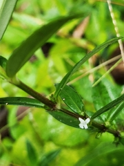 Hedyotis