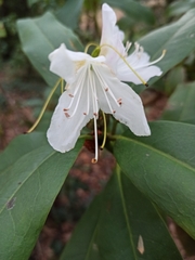 Rhododendron occidentale