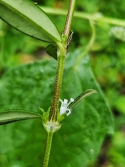 Hedyotis