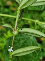 Hedyotis