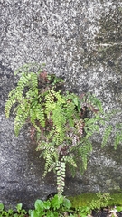 Adiantum cunninghamii