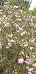Melaleuca decussata