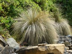 Austrostipa stipoides