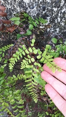Adiantum cunninghamii