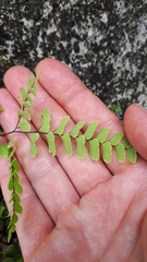 Adiantum cunninghamii