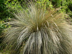 Austrostipa stipoides