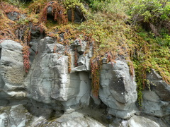 Disphyma crassifolium