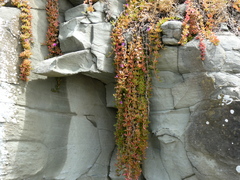 Disphyma crassifolium