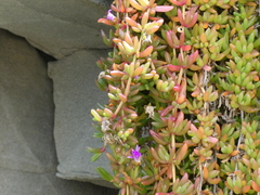 Disphyma crassifolium