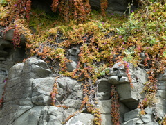 Disphyma crassifolium