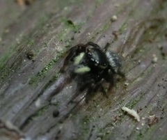 Carrhotus sannio