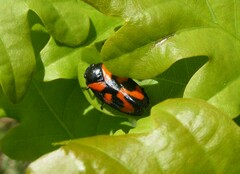 Cercopis vulnerata