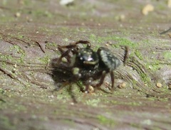 Carrhotus sannio