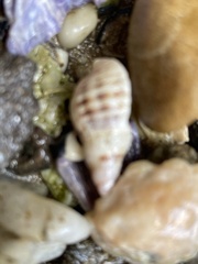 Agnewia tritoniformis