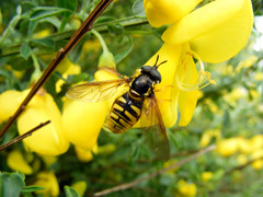 Chrysotoxum cautum