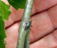 Harpocera thoracica