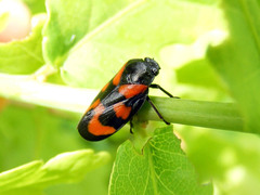 Cercopis vulnerata